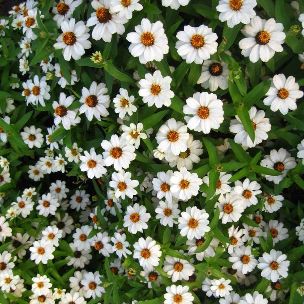 Meet your Posher, Kristin